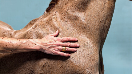 Naklejka premium Mano femenina con anillo de oro tocando el pelaje de un caballo, Campaña de joyería minimalista con estética natural y animal, Mockup para marca de lujo con enfoque en la naturaleza y los animales