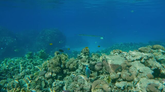 A group of Red Sea Houndfish swim to a cleaning station above a coral reef and wait their turn to be cleaned, pausing beneath the surface of transparent turquoise water in calm weather