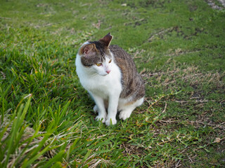 cat on grass