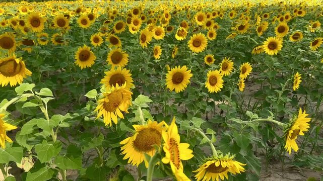 Champ de tournesol dans le vent