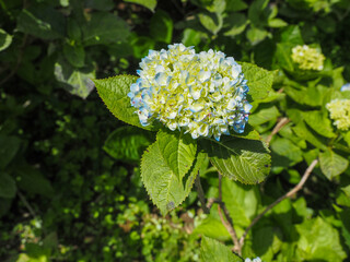 hydrangea flowers