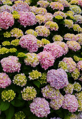 Fototapeta premium Beautiful example of pink Hydrangea or Hortensia (Hydrangea macrophylla) bush freshly in bloom, Oeiras, Lisbon, Portugal.