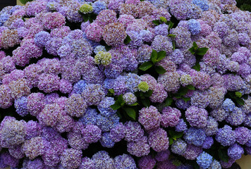 Beautiful example of a huge Mauve and blue Hydrangea (Hydrangea macrophylla) bush freshly in bloom, Oeiras, Lisbon, Portugal.