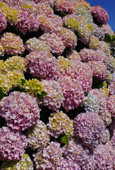 Detail Beautiful Example Pink And