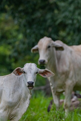 Fototapeta premium Beautiful cows on a Brazilian farm.