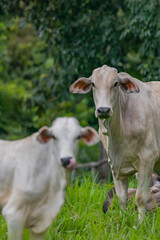 Beautiful cows on a Brazilian farm.