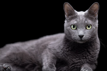 Portrait of Russian Blue Cat on black background