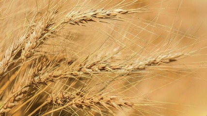 Close-up of ripe golden wheat ears with fine grains and long awns, highlighting agricultural harvest, natural texture, and cereal crop growth in warm sunlight.