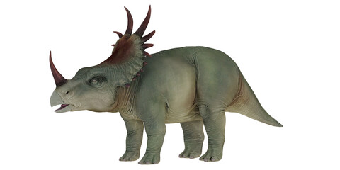 Fototapeta premium Lifelike model of a Styracosaurus dinosaur.