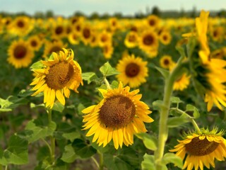 Fototapeta premium Champ de tournesols