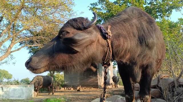 Domestic water buffalo in farmland