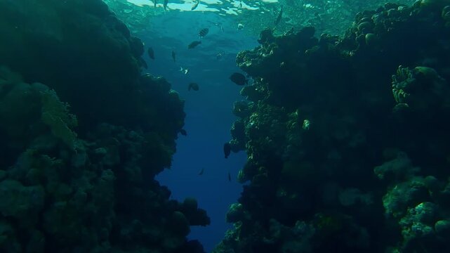 A break in the coral reef wall leading to the outer reef against a backdrop of blue water, a variety of colorful tropical fish swim in bright sunlight, backlit.