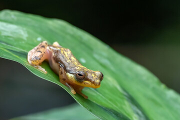 Obraz premium golden-hued frog perched on a leaf