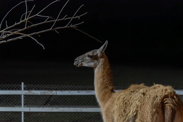 Obraz premium Llama Side Profile