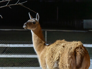 Obraz premium Llama Side Profile