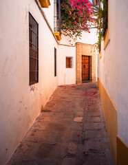 Obraz premium Where Petals Whisper and Shadows Remember: A Cordoban Passage