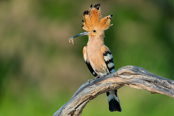Hoopoe (Upupa Epops) with Worm in Beak perched on a branch – Spain © M. A. F. S.
