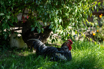 A rooster stands on green grass under a bush, hiding from the heat of the bright summer sun. A rural farm with natural light, a rural outdoor environment. © Юрій Абросімов