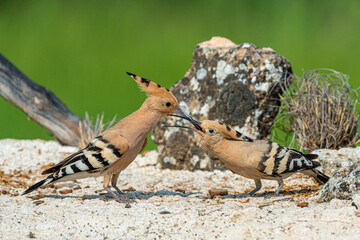 Hoopoe (Upupa epops) feeding its chick. Spain. © M. A. F. S.