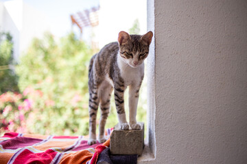 cat on the window © Valeriia