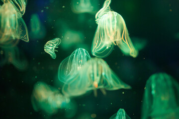 Jellyfish swim in water illuminated by green light © aerogondo