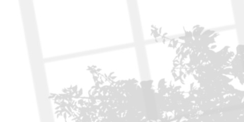 Obraz premium Shadow overlaying of tree branches leaf and window on wall, summer abstract sunlight