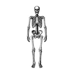 Human skeleton anatomical engraving illustration