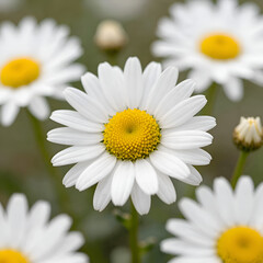 Fototapeta premium daisies on a white background