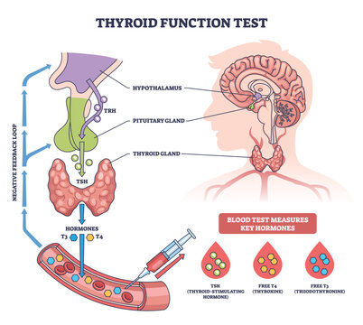 Thyroid function test brief diagram illustrating the HPT axis and blood test measuring TSH, T3, T4, key objects, thyroid gland, pituitary gland, syringe. Outline diagram