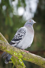 Rock Pigeon (Columba livia) perched on a tree branch, common species in the Czech Republic.