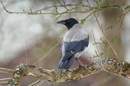 Hooded Crow (Corvus cornix) perched on a lichen-covered branch in forest, common bird species in the Czech Republic.