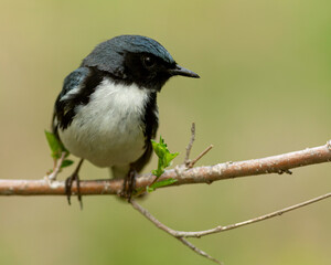 Obraz premium Male black-throated blue warbler standing on a branch