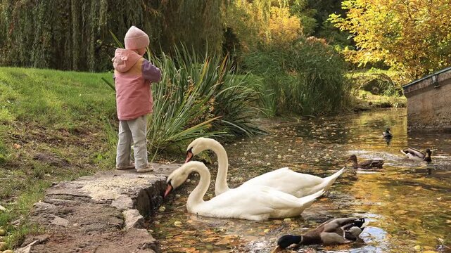 little daughter feeding swans and ducks with millet near lake in park