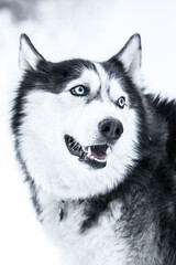 Obraz premium A close-up of a Siberian husky with bright blue eyes, frost on its muzzle, and its tongue hanging out during a walk in the snow. 