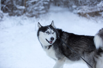 Naklejka premium A close-up of a Siberian husky with bright blue eyes, frost on its muzzle, and its tongue hanging out during a walk in the snow. 