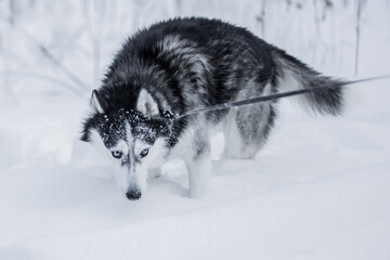 A close-up of a Siberian husky with bright blue eyes, frost on its muzzle, and its tongue hanging out during a walk in the snow.  © fototema
