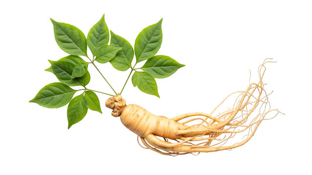Fresh panax ginseng root with green leaves, isolated on white or transparent background, ideal for herbal medicine, wellness, health, and natural ingredient concepts. PNG