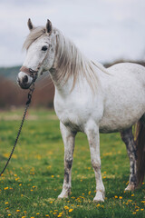 Obraz premium A white horse stands in a field of green grass dotted with yellow flowers. It is tethered with a rope. The sky is cloudy, and distant hills are visible. The setting is rural and natural