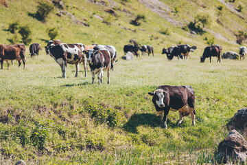 Cows are spread across a green field, eating grass and enjoying the sun. Some cows are near rocky areas while others move freely in the grass. It is a bright and clear day