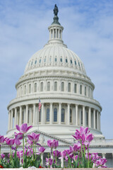 Obraz premium Tulips and Capitol Building - Washington DC United States