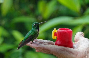 colibri,piccolo uccellino nell'equatore