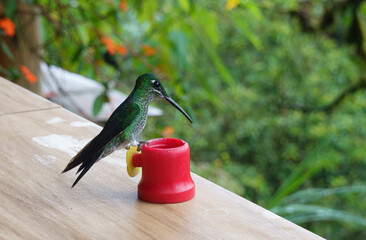 colibri,piccolo uccellino nell'equatore