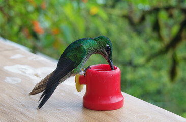 colibri,piccolo uccellino nell'equatore