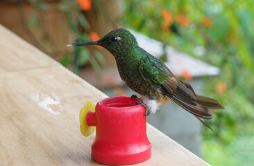 colibri,piccolo uccellino nell'equatore