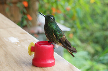 colibri,piccolo uccellino nell'equatore