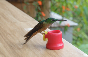 colibri,piccolo uccellino nell'equatore