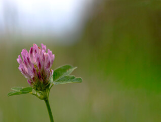 Red clover flower macro with soft green background and copy space
