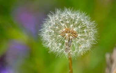 Dandelion close-up on a spring meadow. Dandelion seeds in the sunlight blowing away across a fresh green morning background