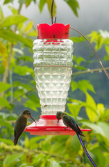 colibri,piccolo uccellino nell'equatore