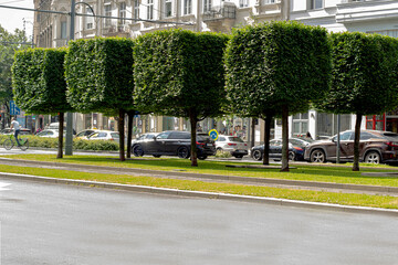 Trimmed trees along urban boulevard with traffic and historic buildings